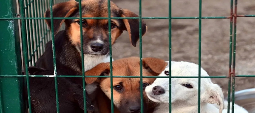 Danıştay Bakanlığın Sokak Hayvanları İle İlgili Genelgesini İptal Etti!