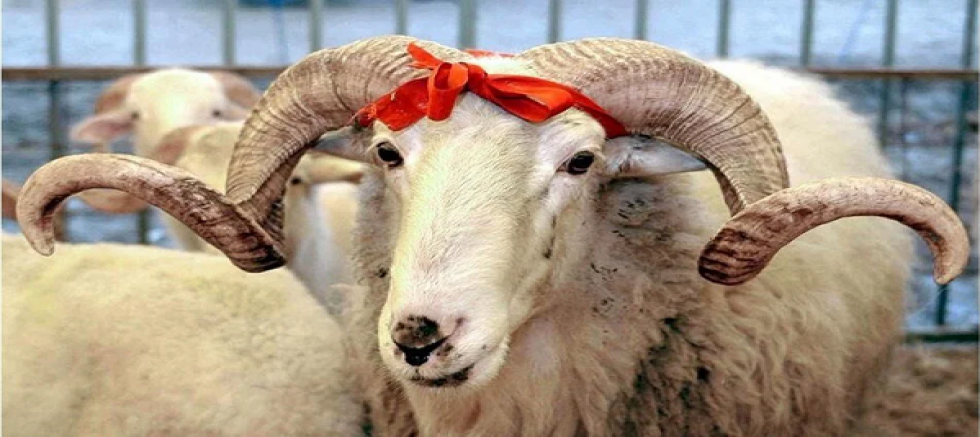 Kurban Bayramı Tatili 9 Güne Çıkarıldı.
