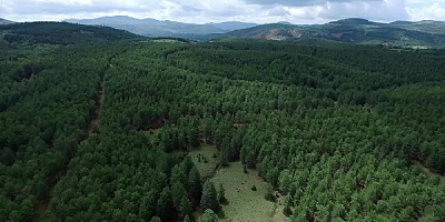 Cumhurbaşkanlığı Kararnamesiyle 21 İlde Orman Sınırları Daraltıldı!