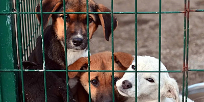 Danıştay Bakanlığın Sokak Hayvanları İle İlgili Genelgesini İptal Etti!