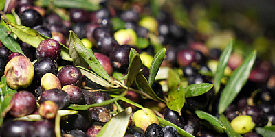 Tarım Ürünlerinde Üretici Zarar Ederken Tüketici Satın Alamıyor!