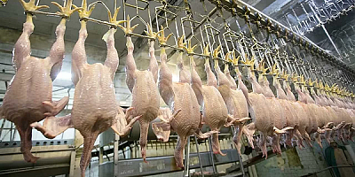 Ticaret Bakanlığı Kanatlı Et İhracatı Durdurdu!