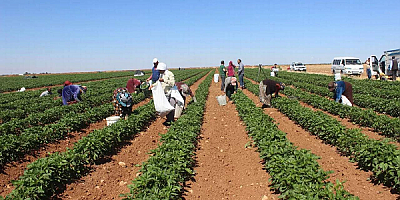 Türkiye Tarım Üretiminde 2025'i Düşüşle Kapattı!