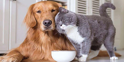 Yetkililerden Hayvan Sahiplerine 