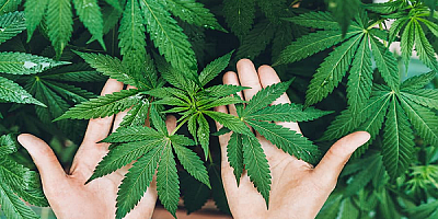 Yönetmelik Öncesi Amerikalı Şirkete Kenevir Üretim Lisansı Verilmiş